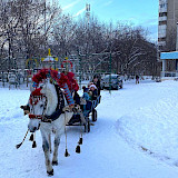 В новый год на лошади